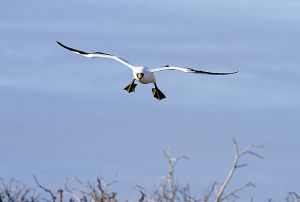 Genovesa Island, Galapagos 687.jpg